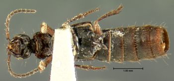 Media type: image;   Entomology 7289 Aspect: habitus ventral view
